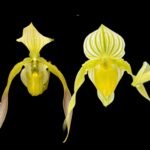 Paph. Berenice album x phillipinense album (3.5” pot)