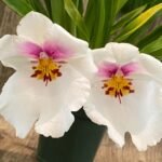 Miltoniopsis Bertha Baker 'Flortine' x Princess Diana 'Red Baron' (3.5” pot)
