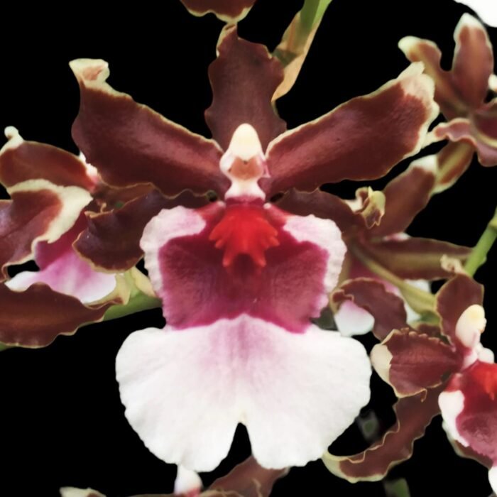 Tall Spike Oncidium Pacific Pagan 'Kilauea' (3.5” Pot) - Image 1
