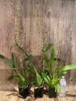 Tall Spike Oncidium Pacific Pagan 'Kilauea' (3.5” Pot) - Image 2