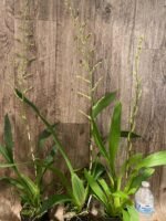 Tall Spike Oncidium Pacific Pagan 'Kilauea' (3.5” Pot) - Image 5