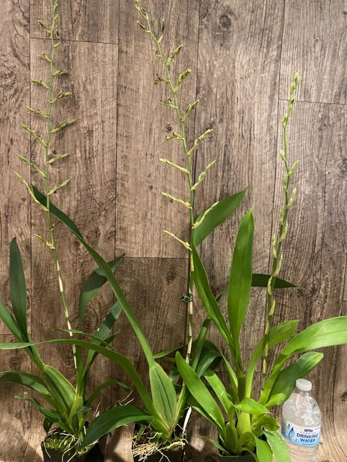 Tall Spike Oncidium Pacific Pagan 'Kilauea' (3.5” Pot) - Image 5
