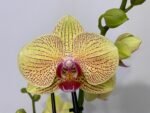 Double Spikes Phalaenopsis I-Hsn Deiform Ruby (4.5" pot) - Image 3
