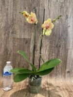 Double Spikes Phalaenopsis I-Hsn Deiform Ruby (4.5" pot) - Image 4