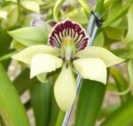 Fragrant - Prosthechea ionophlebia × self (BS, 3.5" pot)