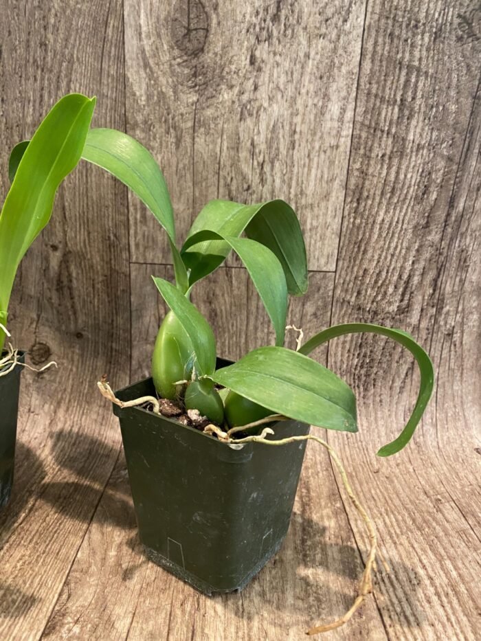 Fragrant - Prosthechea ionophlebia × self (BS, 3.5" pot) - Image 5