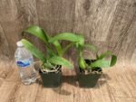Fragrant - Prosthechea ionophlebia × self (BS, 3.5" pot) - Image 3