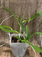Bc. Hippodamia × C. Small World (3.5” pot) - Image 4