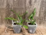 Bc. Hippodamia × C. Small World (3.5” pot) - Image 2