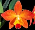 Bella del Caribe (C. Angels Fantasy x C. Beauford 'Big Circle") (3.5” pot)