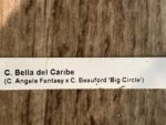Bella del Caribe (C. Angels Fantasy x C. Beauford 'Big Circle") (3.5” pot) - Image 7
