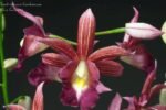 Calanthe Cooksoniae (tankervilleae x humkil›tii) (3.5” pot)