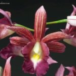 Calanthe Cooksoniae (tankervilleae x humkil›tii) (3.5” pot)