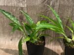 Calanthe Cooksoniae (tankervilleae x humkil›tii) (3.5” pot) - Image 5