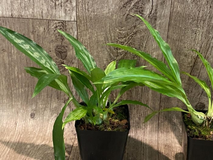 Calanthe Cooksoniae (tankervilleae x humkil›tii) (3.5” pot) - Image 5