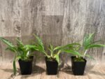 Calanthe Cooksoniae (tankervilleae x humkil›tii) (3.5” pot) - Image 2