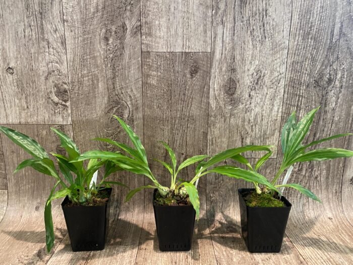 Calanthe Cooksoniae (tankervilleae x humkil›tii) (3.5” pot) - Image 2