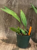 Acacallis cyanea (3.5” pot) - Image 7