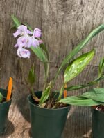 Acacallis cyanea (3.5” pot) - Image 9