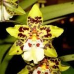 Tall Spikes Odontocidium Dorothy Wisnom ‘Golden Gate' (3.5” pot)