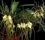 Brassia Edvah Loo 'Nishida’ (3.5” pot)