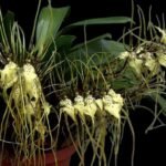 Brassia Edvah Loo 'Nishida’ (3.5” pot)