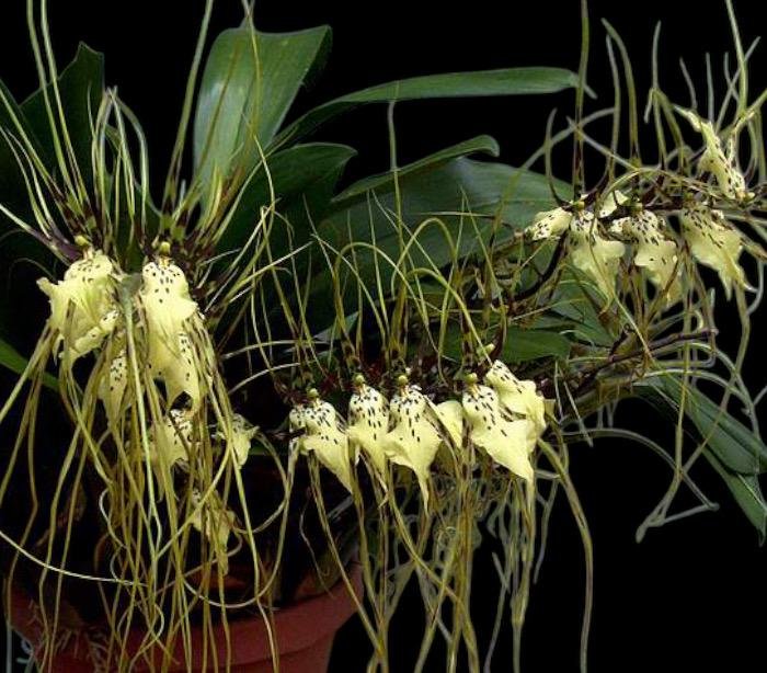 il_fullxfull.6786952376_lrcs.jpg Brassia Edvah Loo 'Nishida’ (3.5” pot) - Image 1