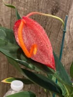 Rare - Anthurium scherzerianum (Red with dots) (4.5” pot) - Image 2