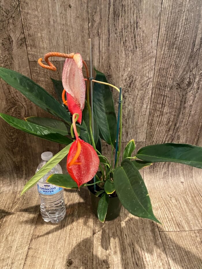 Rare - Anthurium scherzerianum (Red with dots) (4.5” pot) - Image 4