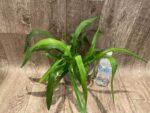Oncidium Sweet Sugar 'Lemon Drop' HCC/AOS (3.5” Pot) - Image 3