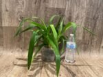 Oncidium Sweet Sugar 'Lemon Drop' HCC/AOS (3.5” Pot) - Image 4
