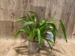 Oncidium Sweet Sugar 'Lemon Drop' HCC/AOS (3.5” Pot) - Image 5