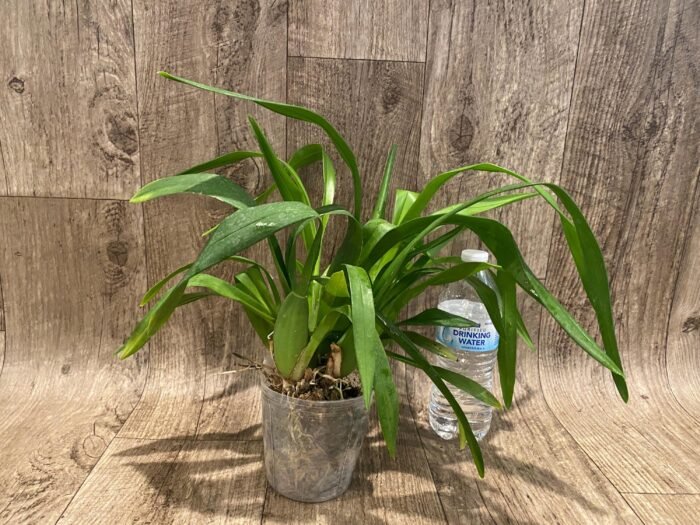 Oncidium Sweet Sugar 'Lemon Drop' HCC/AOS  (3.5” Pot) - Image 5