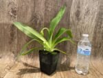 In Spike Paph. Joseito #2 × Toni Semple 'Eve' (3.5” pot) - Image 5