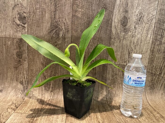 In Spike Paph. Joseito #2 × Toni Semple 'Eve' (3.5” pot) - Image 5