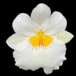 Double Spikes Miltoniopsis Snow Charm 'Mauna Kea' AM/AOS (3.5" Pot)