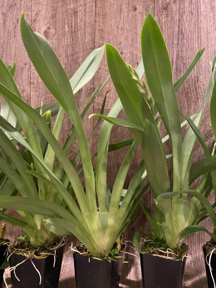 Triple  Spikes Miltoniopsis Snow Charm 'Mauna Kea' AM/AOS (3.5" Pot) - Image 6