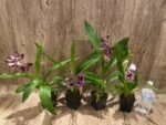 In Spike Fragrant Zygonisia Cynosure 'Blue Bird' × Zygo. Blue Hawail 'Plum Candy' (3.5” Pot) - Image 6