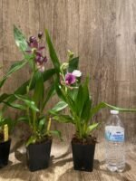 In Spike Fragrant Zygonisia Cynosure 'Blue Bird' × Zygo. Blue Hawail 'Plum Candy' (3.5” Pot) - Image 8