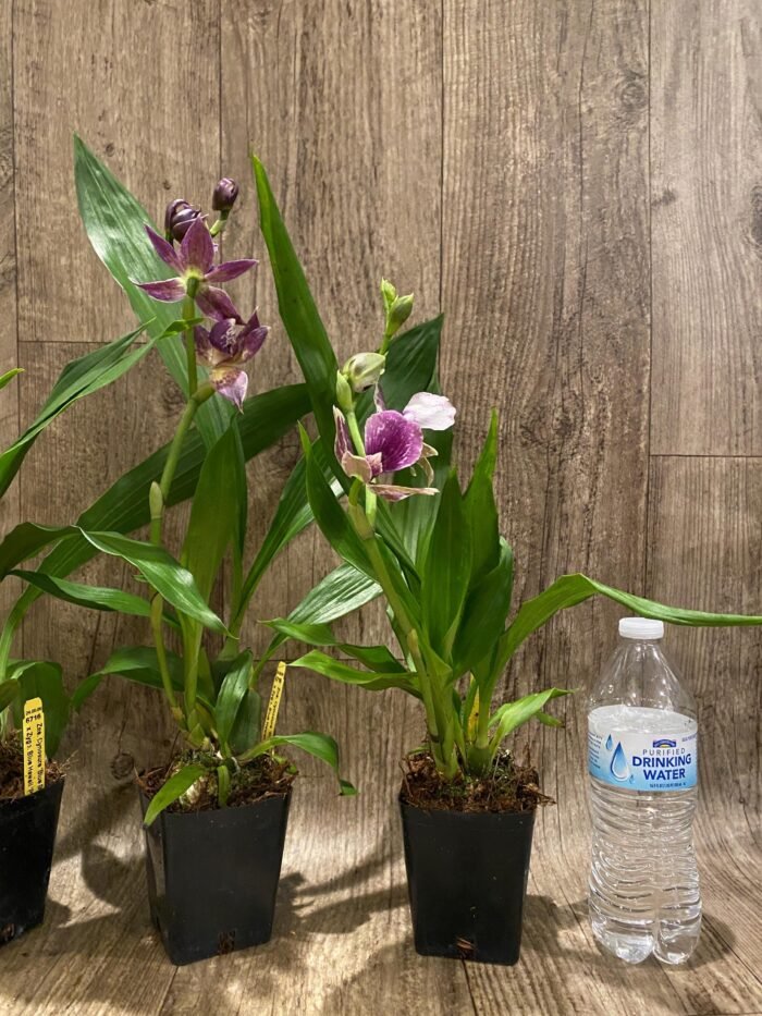 In Spike Fragrant Zygonisia Cynosure 'Blue Bird' × Zygo. Blue Hawail 'Plum Candy' (3.5” Pot) - Image 8