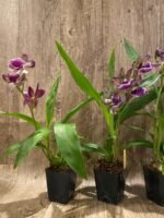 In Spike Fragrant Zygonisia Cynosure 'Blue Bird' × Zygo. Blue Hawail 'Plum Candy' (3.5” Pot) - Image 7