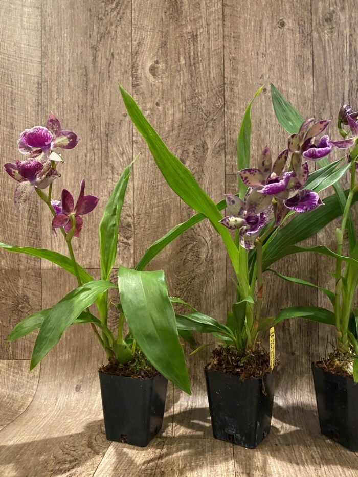 In Spike Fragrant Zygonisia Cynosure 'Blue Bird' × Zygo. Blue Hawail 'Plum Candy' (3.5” Pot) - Image 7