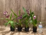 In Spike Fragrant Zygonisia Cynosure 'Blue Bird' × Zygo. Blue Hawail 'Plum Candy' (3.5” Pot) - Image 5