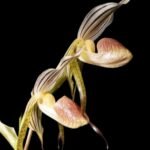 In Spike XL Paph. Kolokopingii Var. Topperix Stonei 4 -5 Flowers (5”Pot)