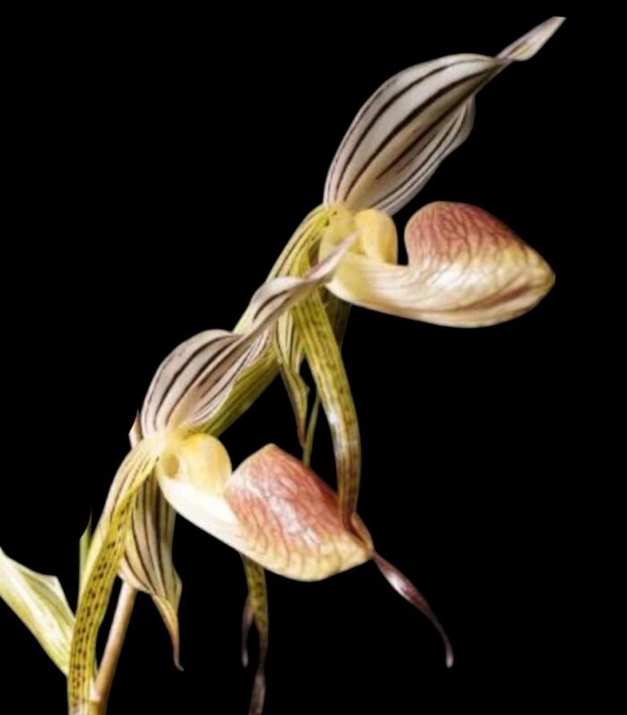 In Spike Huge XL Paph. Kolokopingii Var. Topperix Stonei (#1 × 2008) 4 -5 Flowers (5”Pot) - Image 1