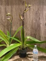 In Spike Huge XL Paph. Kolokopingii Var. Topperix Stonei (#1 × 2008) 4 -5 Flowers (5”Pot) - Image 5
