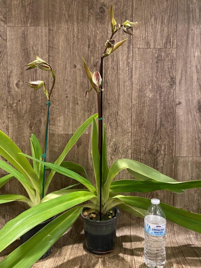 In Spike Huge XL Paph. Kolokopingii Var. Topperix Stonei (#1 × 2008) 4 -5 Flowers (5”Pot) - Image 5