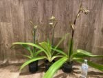 In Spike Huge XL Paph. Kolokopingii Var. Topperix Stonei (#1 × 2008) 4 -5 Flowers (5”Pot) - Image 2