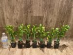 In Buds Fragrant - Dendrobium Love Memory ‘Fizz’ Lot of Buds (2” pot) - Image 4