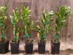 In Buds Fragrant - Dendrobium Love Memory ‘Fizz’ Lot of Buds (2” pot) - Image 6